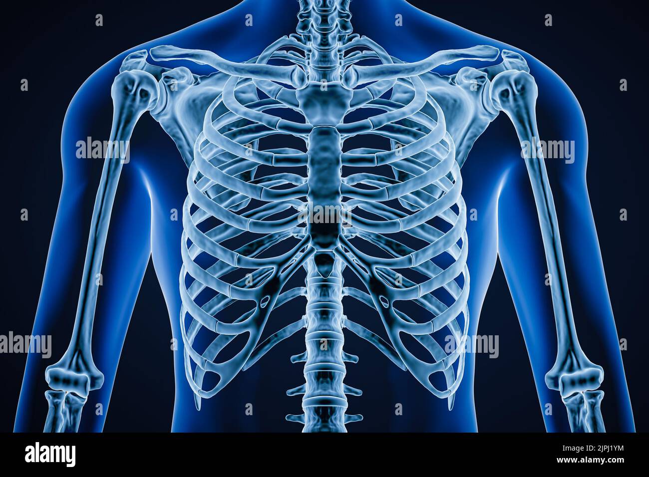 Vorder- oder Vorderansicht eines akkuraten Käfigs aus der menschlichen Rippe mit Körperkonturen für Erwachsene Männer auf blauem Hintergrund 3D. Anatomie, scienc Stockfoto