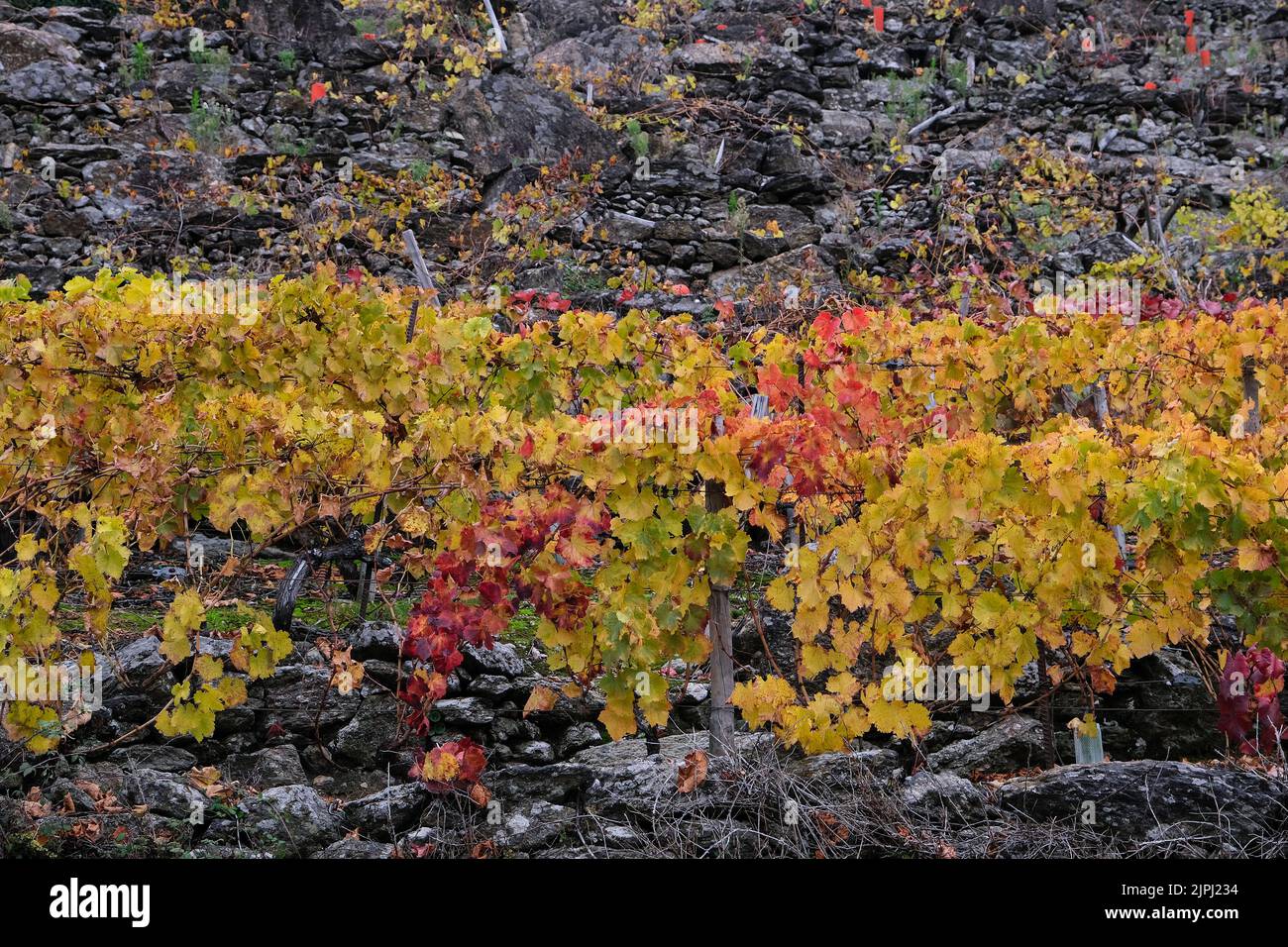 Terrassierte Weinreben (Vitis vinifera) mit herbstlichen Farben Stockfoto