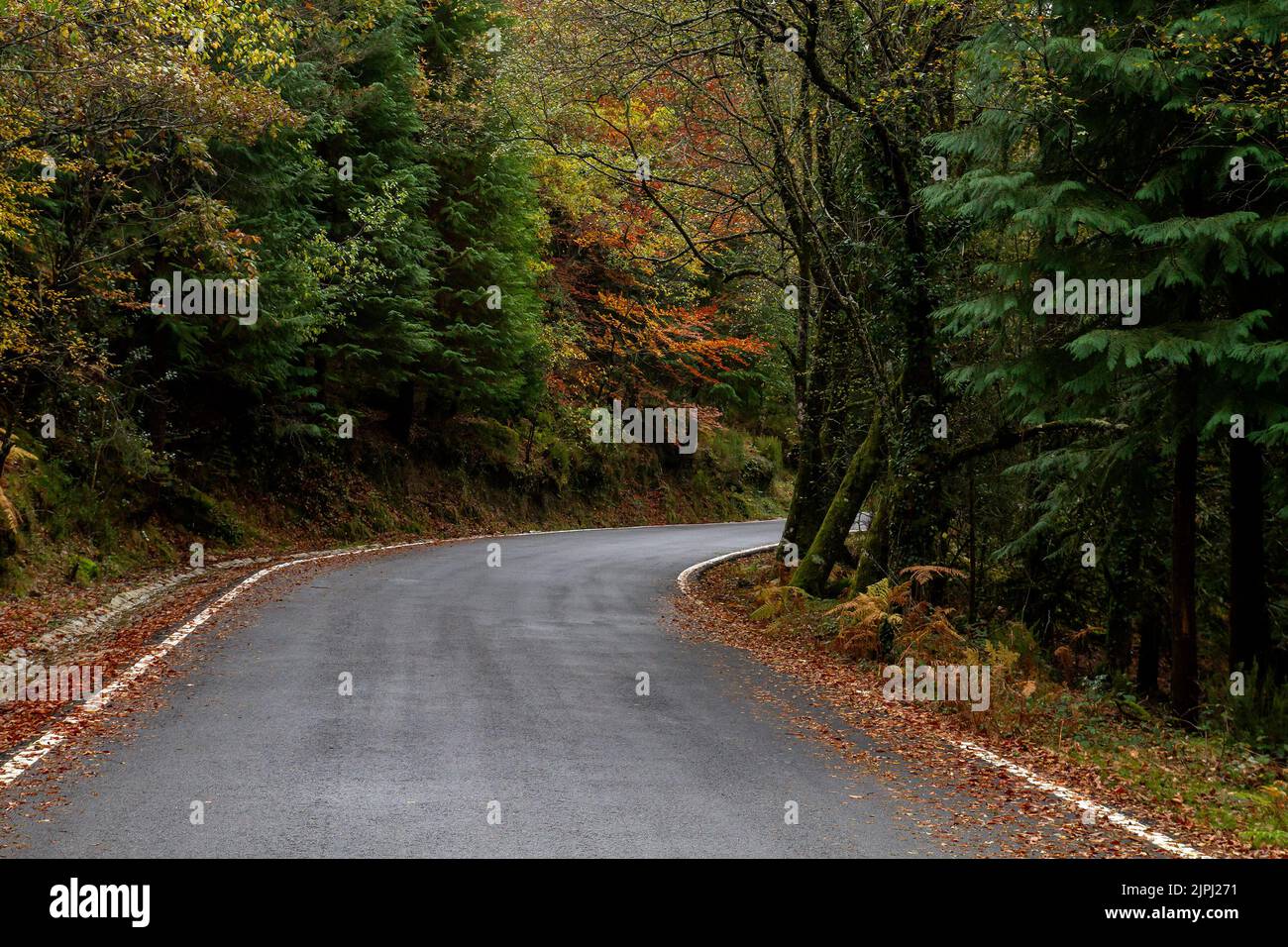 Kurvige Straße im herbstlichen Mata da Albergaria, gemäßigter Laub- und Mischwald im Peneda-Gerês Nationalpark, Portugal Stockfoto