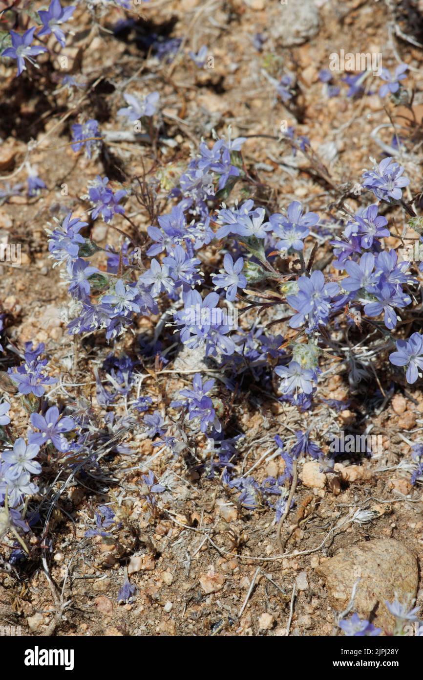 Blau blühender endlicher Cymosekopf-Blütenstand von Eriastrum Saphirinum, Polemoniaceae, einjährig in der Western Mojave Desert, Frühling. Stockfoto