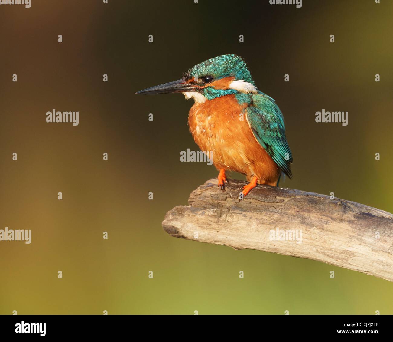 Eisvögel, die nach dem Aufessen im Morgenlicht auf einem alten Zweig sitzen, Sommer, nordwales, Großbritannien, alcedo atthis, glas und Dorlan Stockfoto