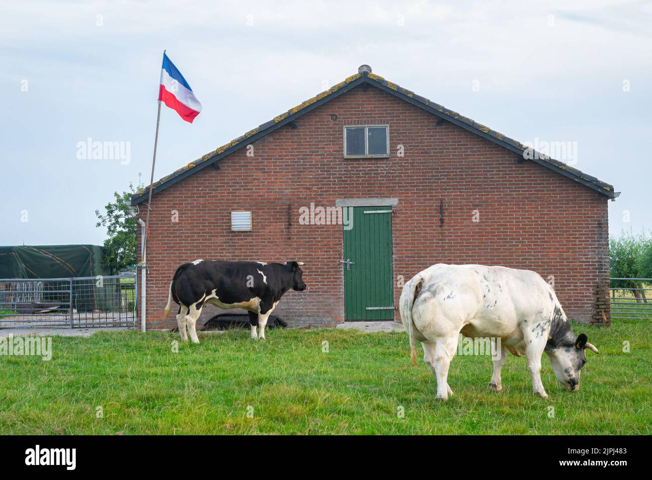 Kühe und Bauernhöfe mit umgekehrter holländischer Flagge als Zeichen des Protests der Bauern gegen die Stickstoffpolitik der niederländischen Regierung. Stockfoto