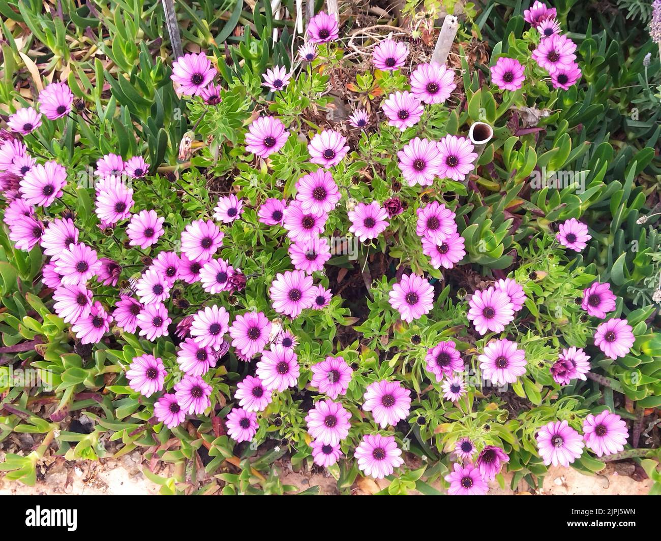 Ein schöner Garten mit violetten Blumen Stockfoto