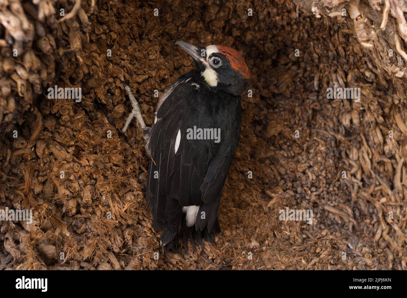 Acorn Woodspecker, Melanerpes formicivorus, gezeigt in Pasadena, Kalifornien, der sich nach dem Sturzen aus dem Nest an einer versenkten Fläche eines Palmenstammes festhält. Stockfoto