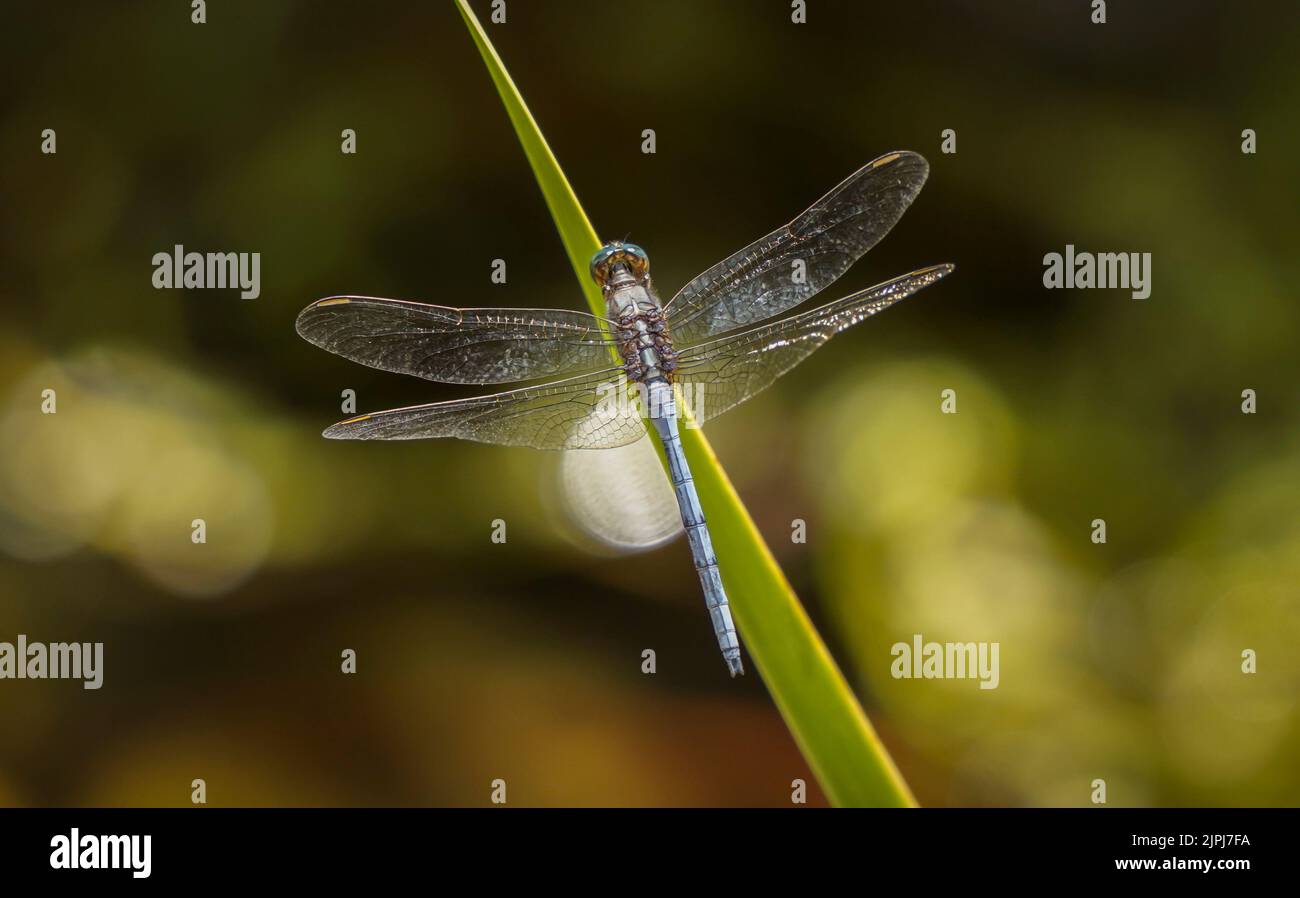 Nahaufnahme eines Epauletabschäumers, männlich, auf Wasserblatt, Spanien. Stockfoto