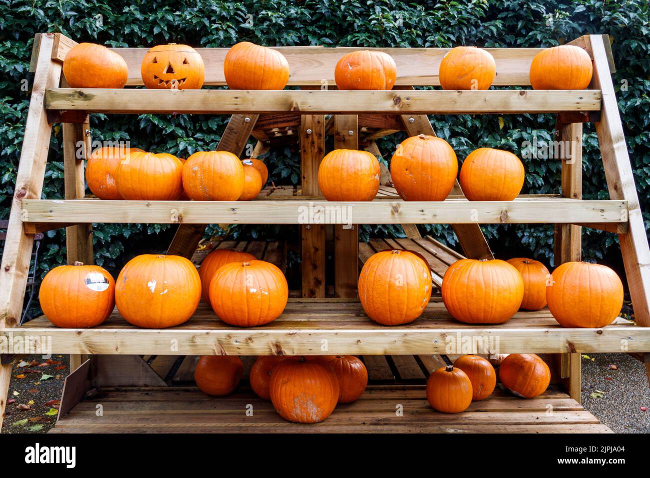 Regale mit orangefarbenen Kürbissen zum Verkauf vor Halloween, London, Großbritannien Stockfoto