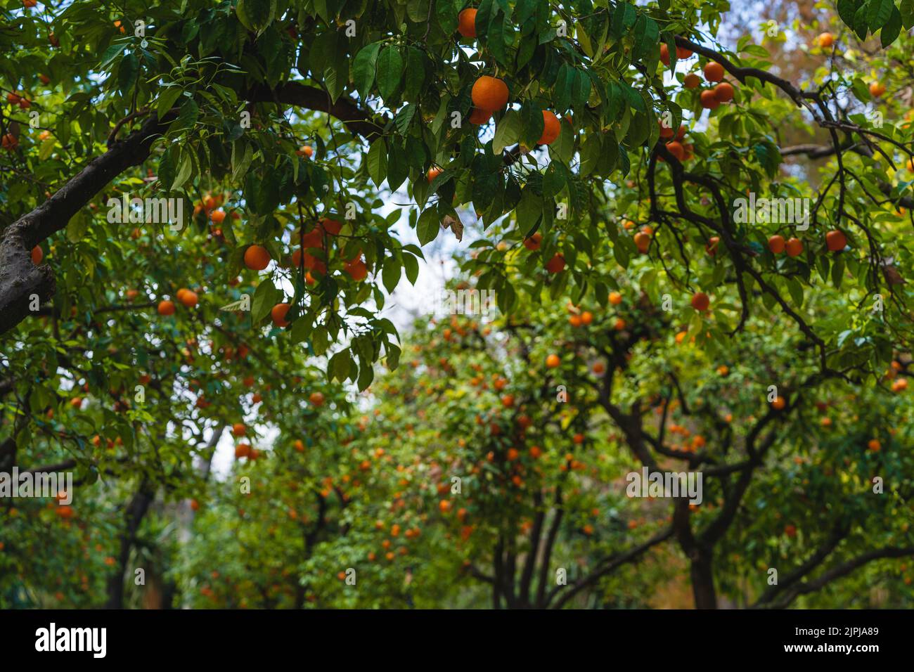 Orangenbäume im Maria Luisa Park in der Stadt Sevilla, in Spanien. Stockfoto