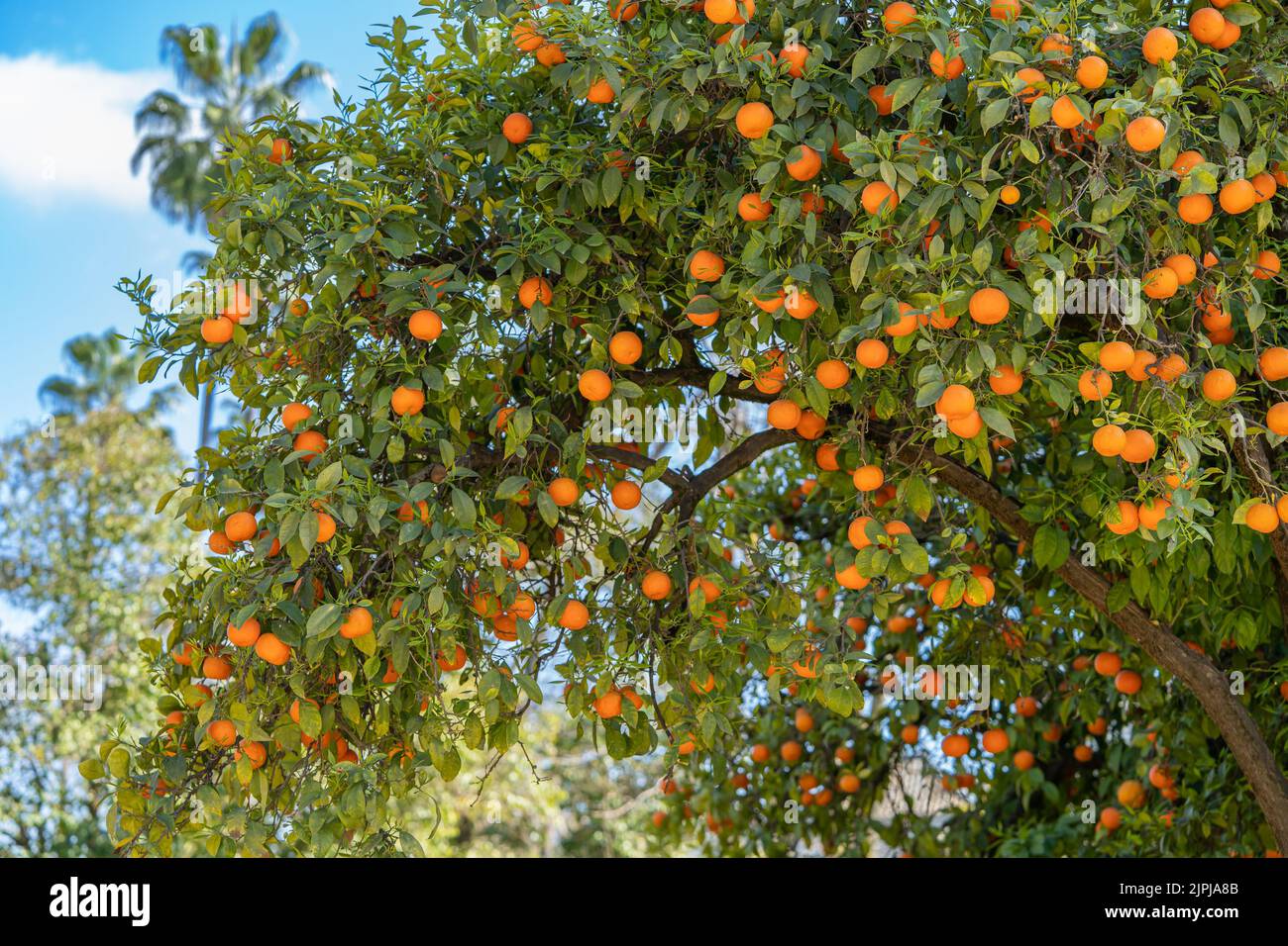 Orangenbäume im Maria Luisa Park in der Stadt Sevilla, in Spanien. Stockfoto