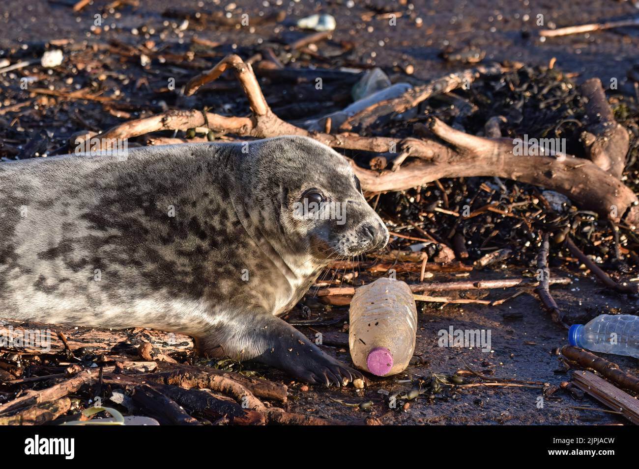 Graue Robbe am Strand, spielt mit einer Plastikflasche Stockfoto