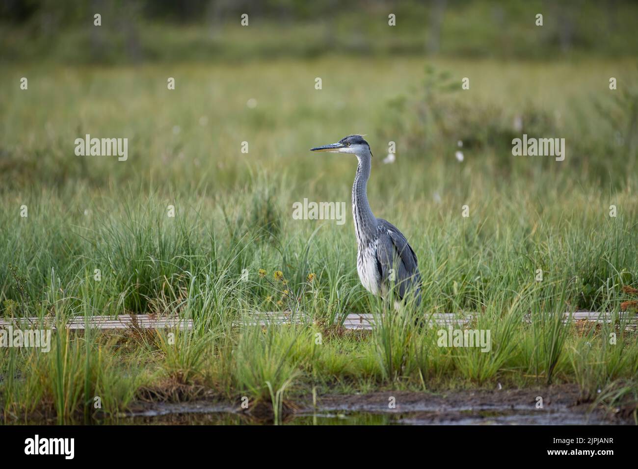 Graureiher (Gebiet cinerea) am Rande eines Sees im finnischen Taiga oder borealen Wald Stockfoto