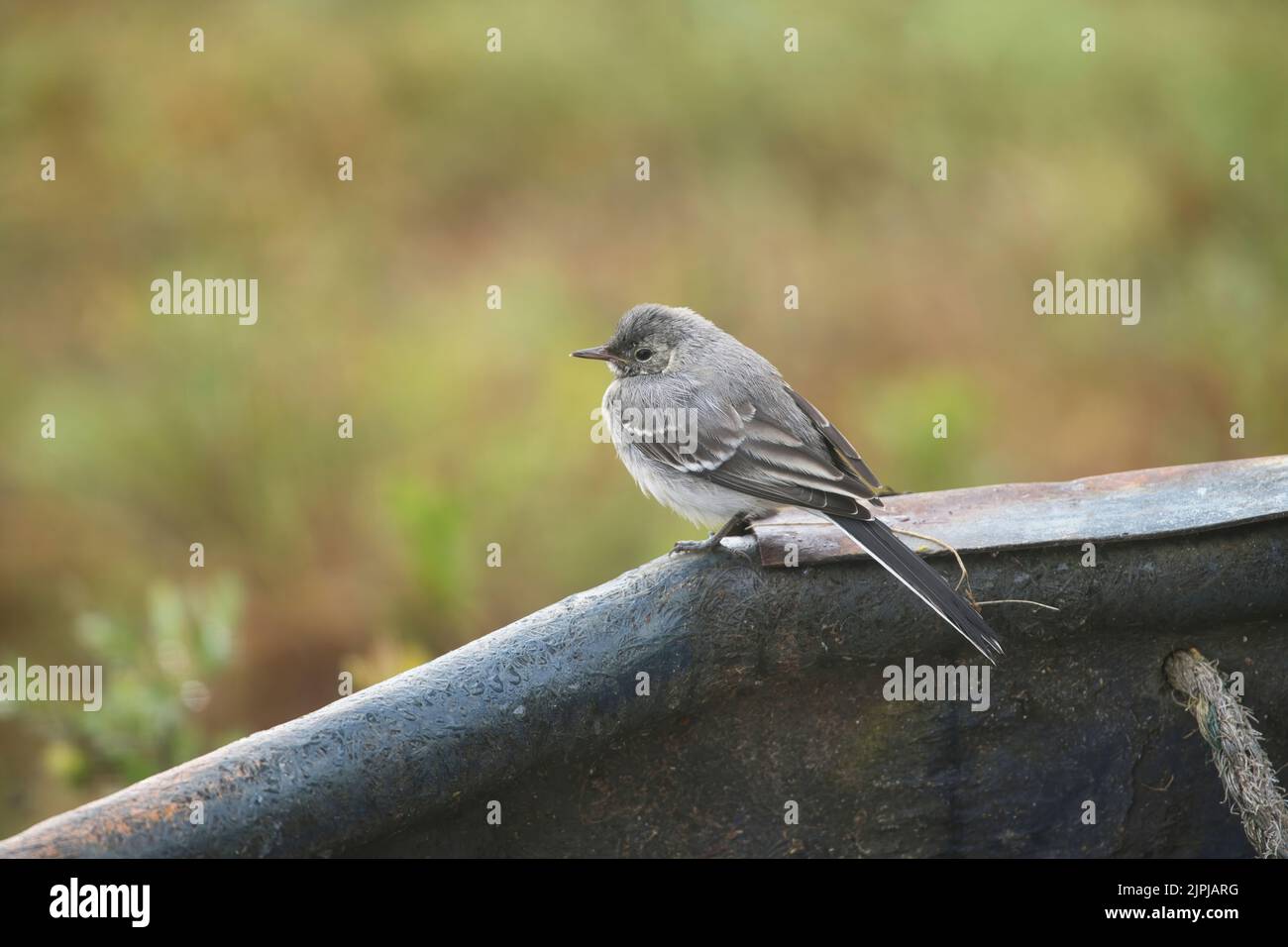 Junge weiße Bachstelze (Motacilla alba) auf einer Lichtung im borealen Wald oder in Taiga von Finnland Stockfoto