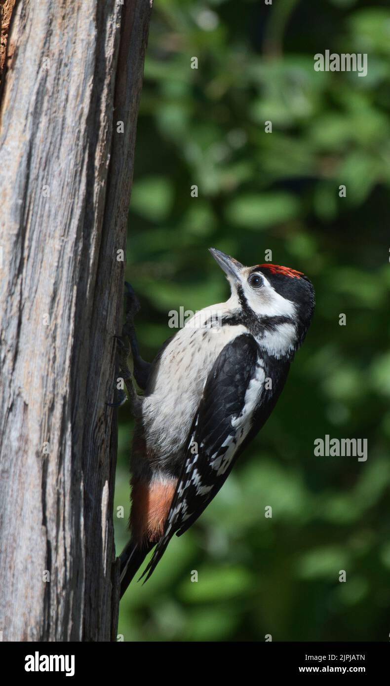 Jugendlicher Buntspecht (Dendrocopos major) Stockfoto