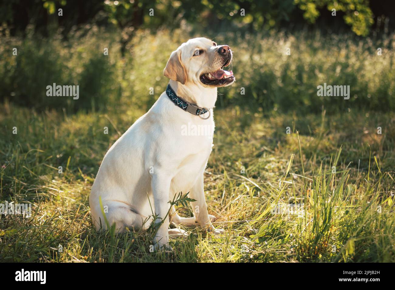Labrador Hundeportrait in der Natur bei schönem Sonnenuntergang Stockfoto