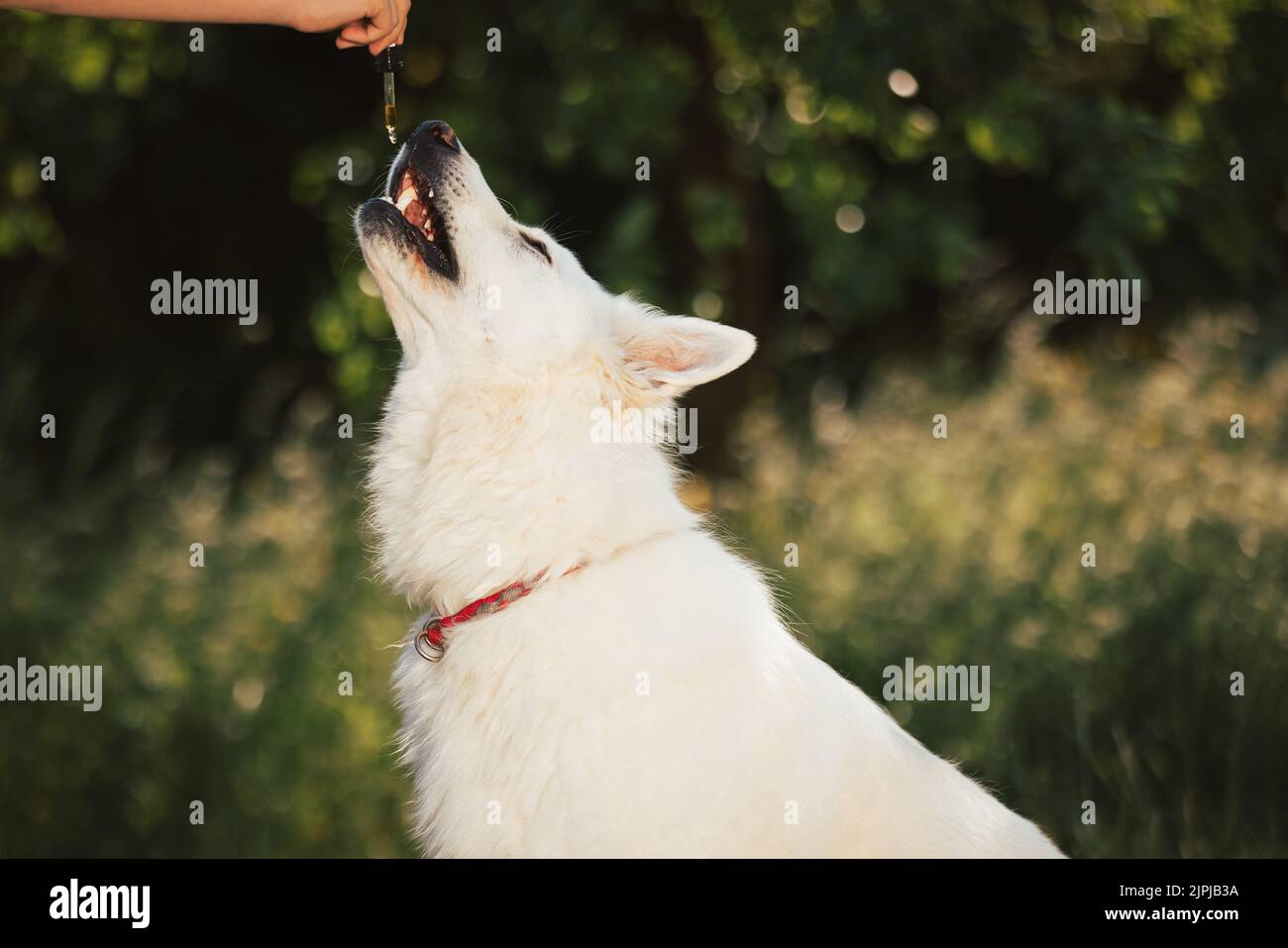 Hund, der CBD-Öl direkt in den Mund nimmt, indem er eine Pipette leckt, die mit einem Produkt auf Hanfbasis gefüllt ist Stockfoto