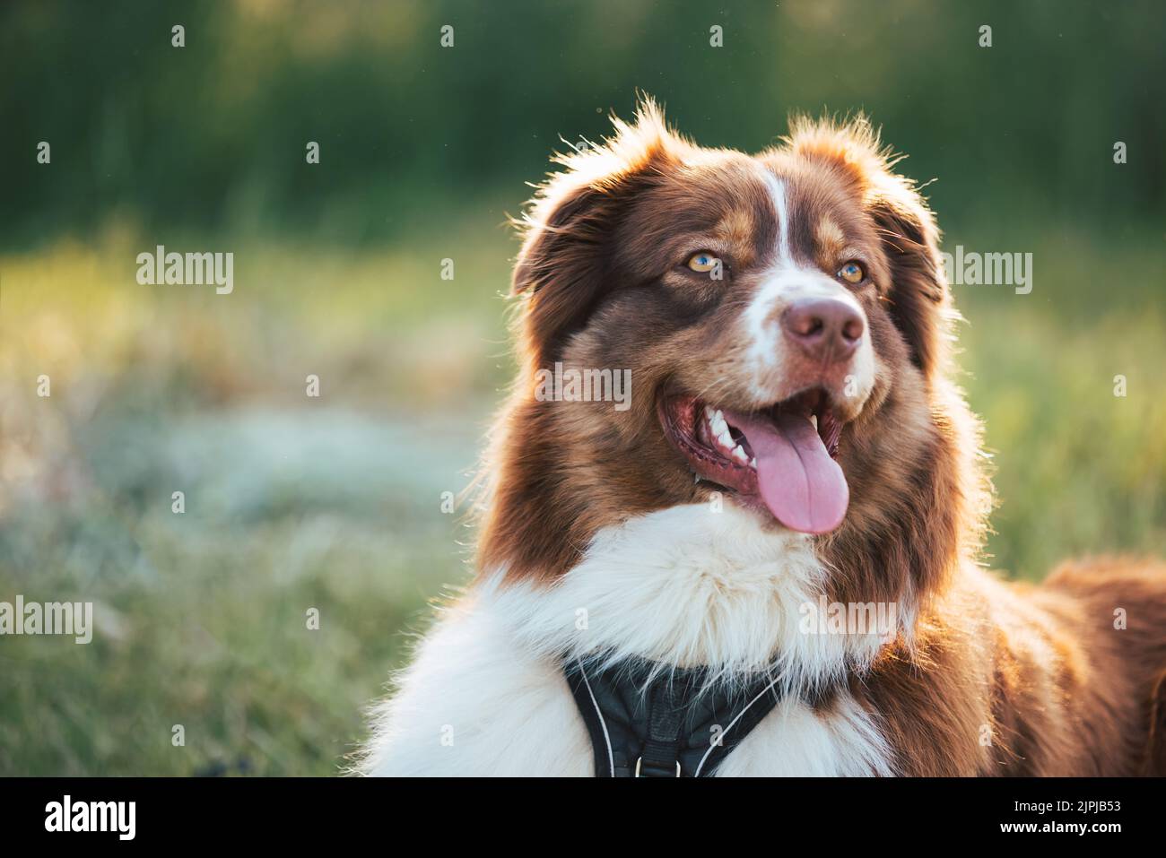 Australian Shepherd Hundeportrait in der Natur bei schönem Sonnenuntergang Stockfoto