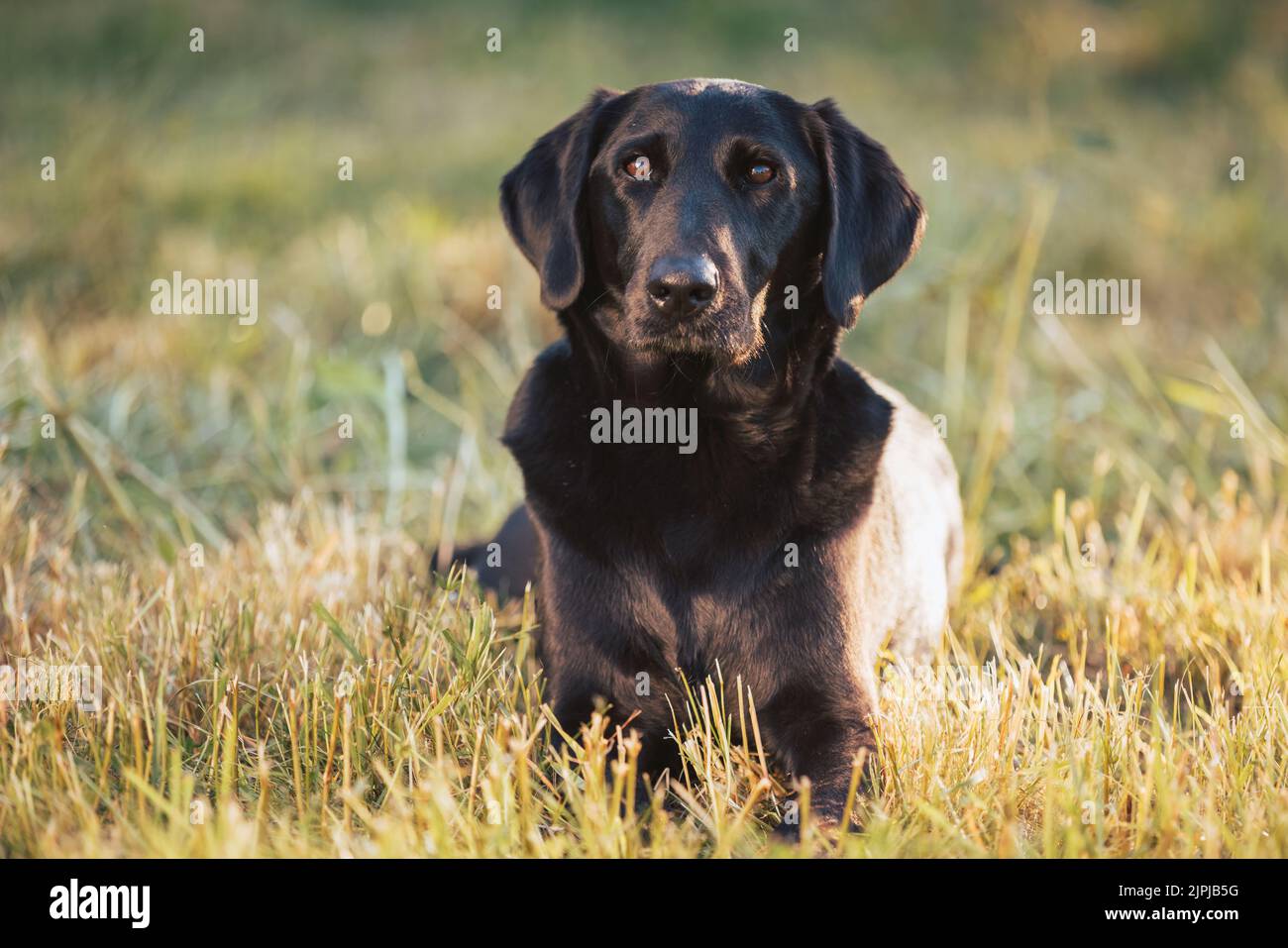 Schwarz Mischlingshund Porträt in der Natur bei schönem Sonnenuntergang Stockfoto