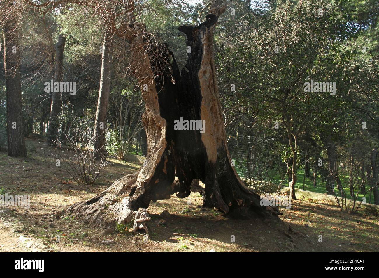 Hohler Stamm eines Olivenbaums in Italien Stockfoto