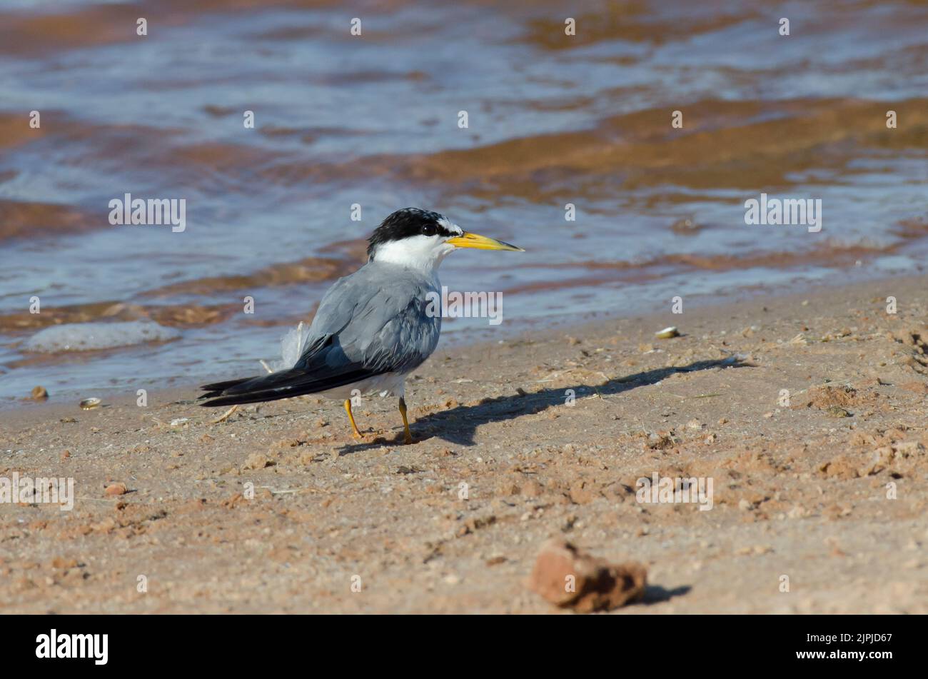 Least Tern, Sternula antillarum Stockfoto