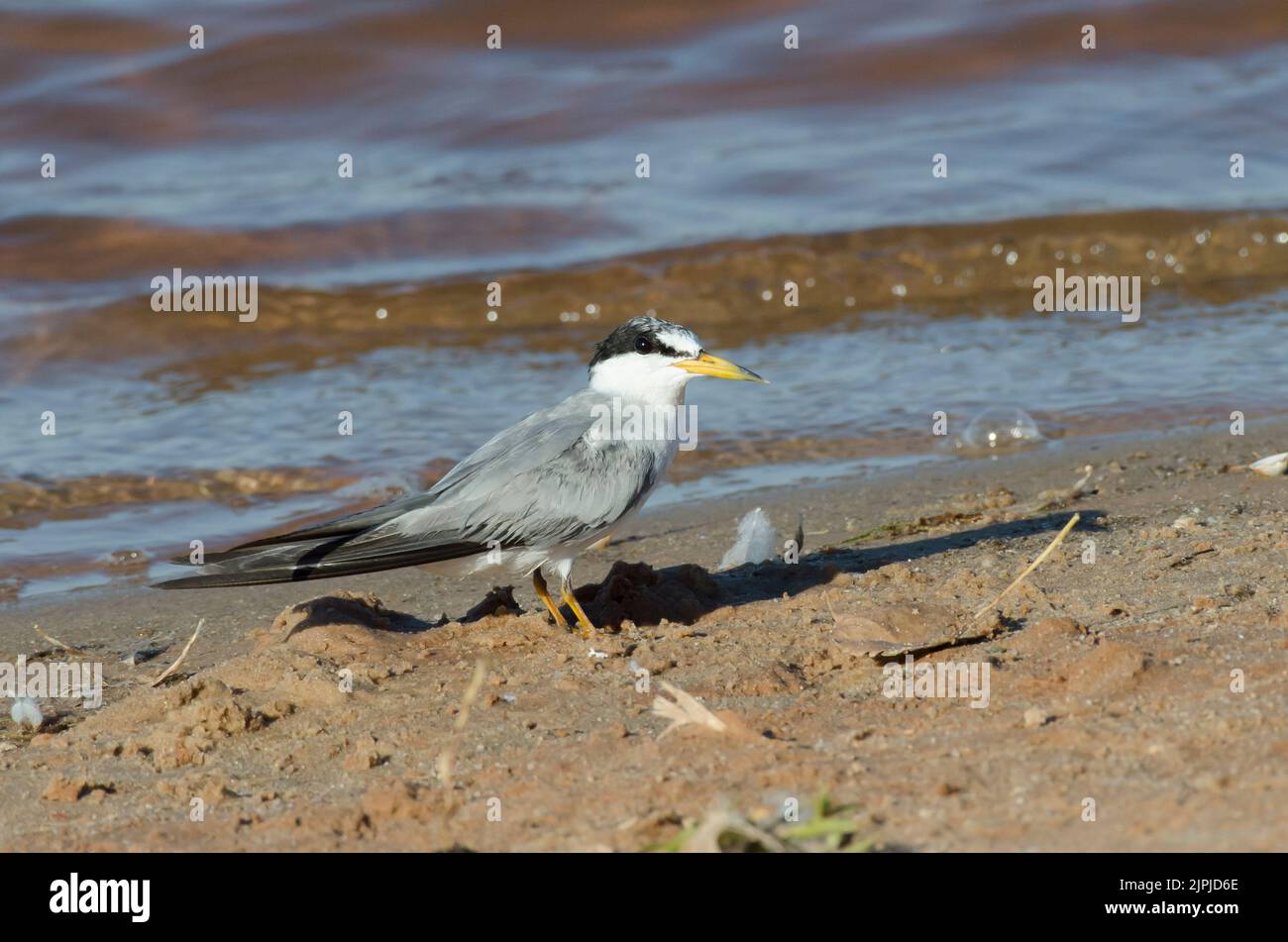 Least Tern, Sternula antillarum Stockfoto