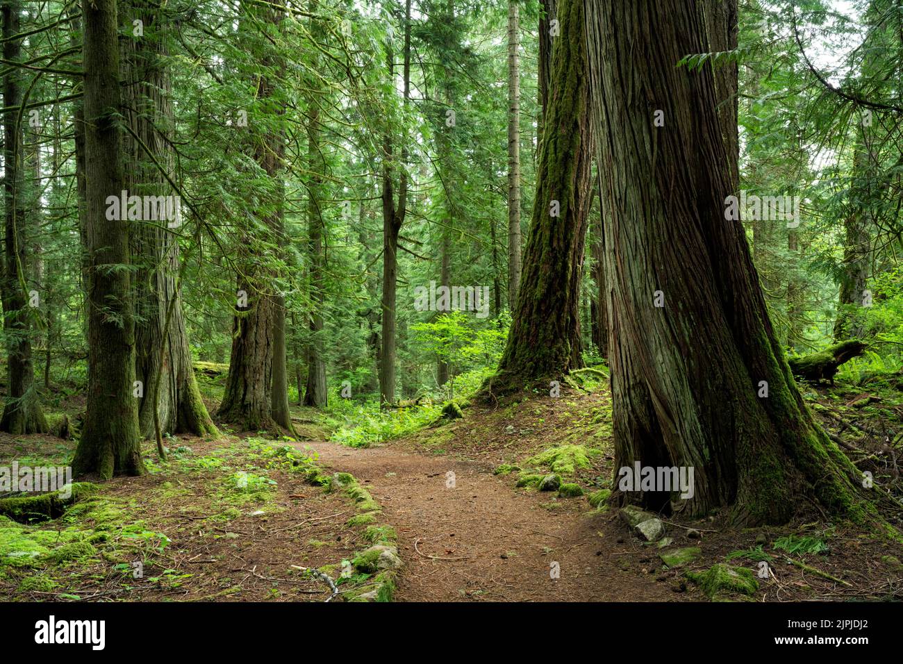 Ein Pfad in einem Wald im John Dean Provincial Park, North Saanich, BC, Kanada Stockfoto