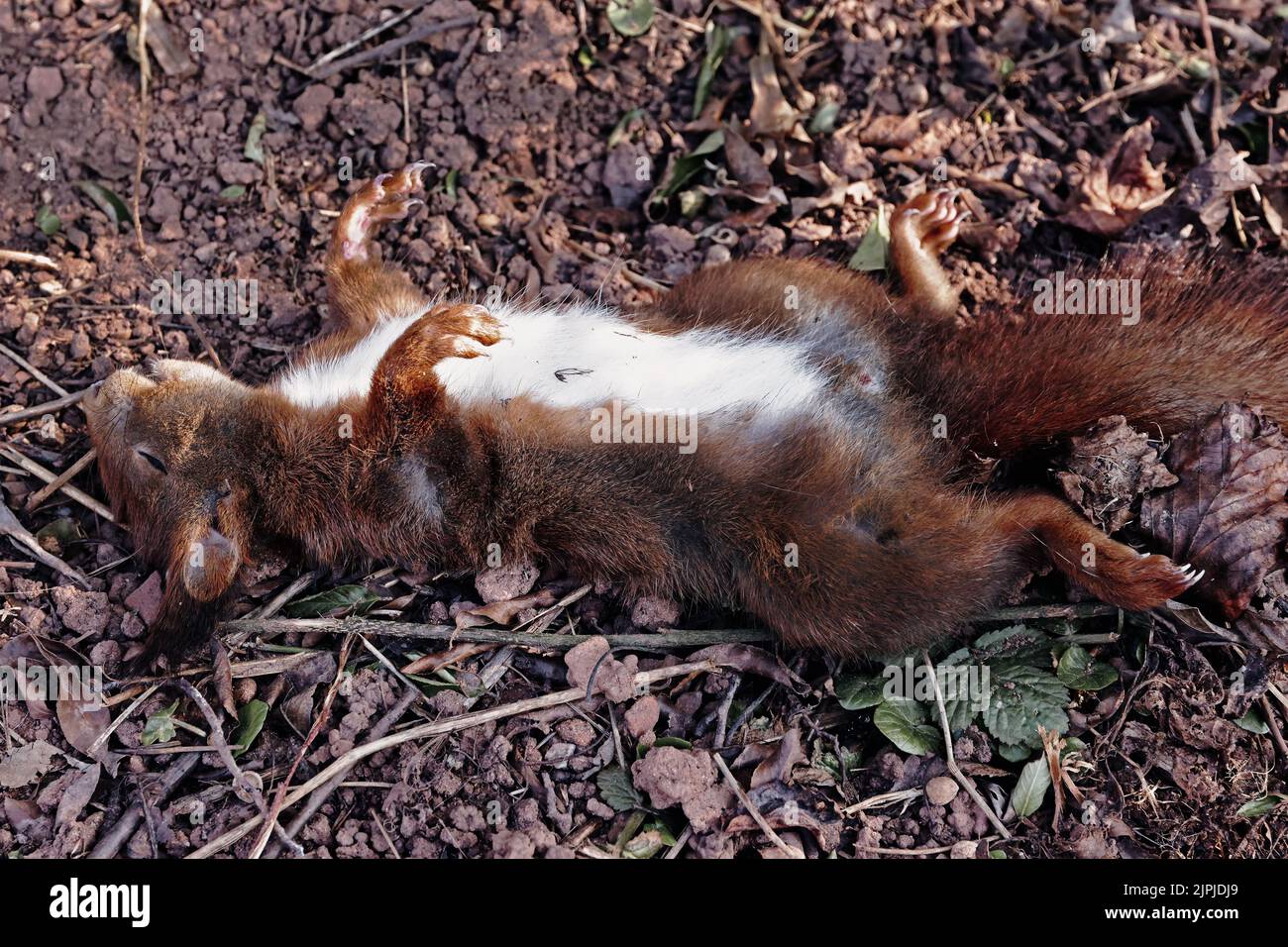 Rotes Eichhörnchen, Kadaver, rote Eichhörnchen Stockfoto