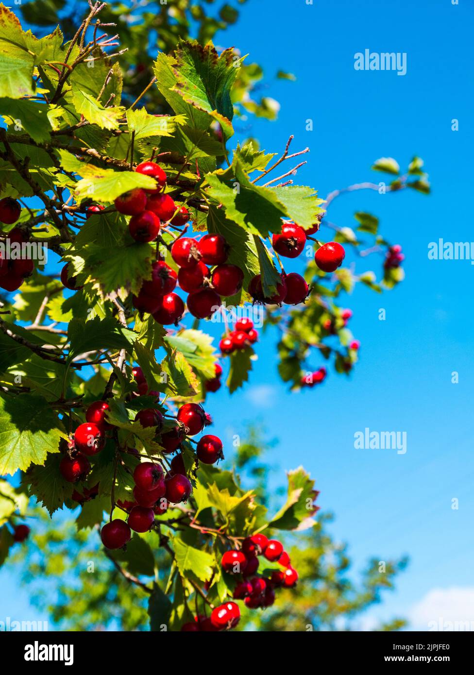 Beeren von Crataegus blühen, allgemein als Weißdorn oder Weißdorn oder Dornbusch, manchmal auch als Maikaum, Weißdorn oder Weißbeere, Stockfoto Beeren von Crataegus blühen, allgemein als Weißdorn oder Weißdorn oder Dornbusch, manchmal auch als Maikaum, Weißdorn oder Weißbeere, Stockfoto