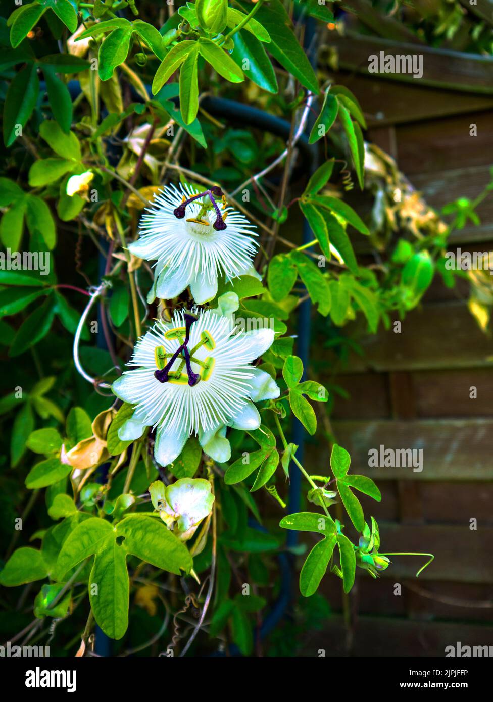 Weiße Hochzeit Passionsblume in meinem Burnley Garten in Lancashire England.für religiöse Christen ist die Passionsblume ein Symbol für die Kreuzigung Stockfoto Weiße Hochzeit Passionsblume in meinem Burnley Garten in Lancashire England.für religiöse Christen ist die Passionsblume ein Symbol für die Kreuzigung Stockfoto