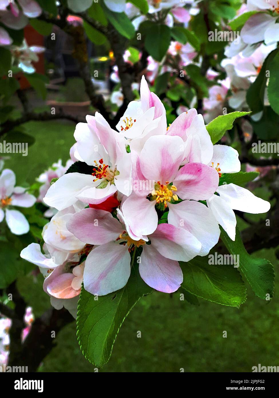 Apfelblüte bringt im Spätsommer Früchte hervor Stockfoto Apfelblüte bringt im Spätsommer Früchte hervor Stockfoto