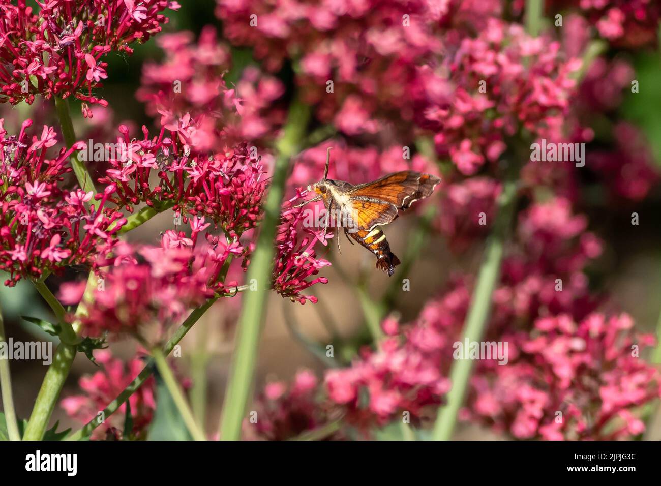 Eine Nessus Sphinx Moth, die in einem blühenden roten Baldrian-Blumengarten bestäubt. Stockfoto