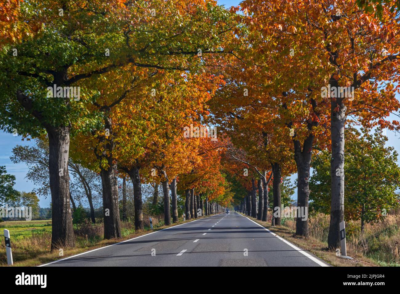 Herbst, Straße, Baumallee, bundesstraße 169, Herbst, Straßen, Straßen, Straßen, Baumalleen Stockfoto