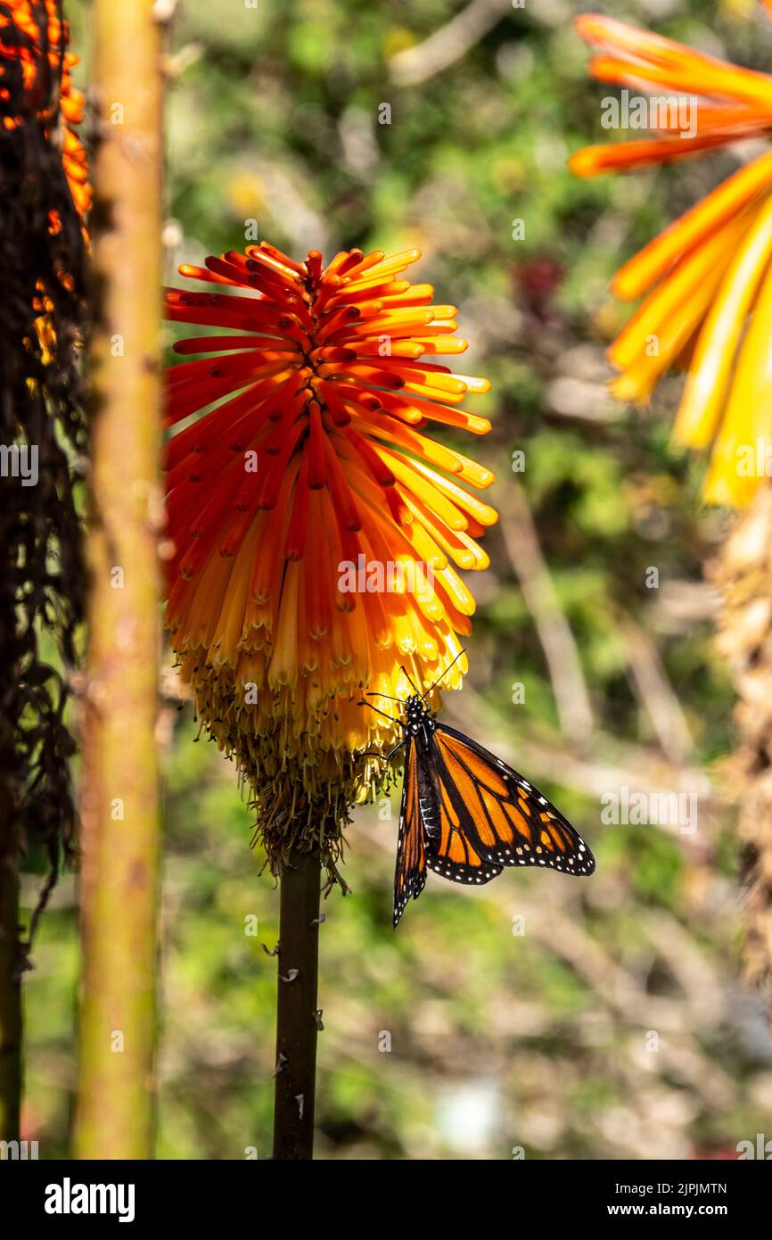 Monarch Schmetterling auf Red Hot Poker Blume in Keirunga Gardens, Havelock North und Hastings, Hawkes Bay, North Island, Neuseeland Stockfoto