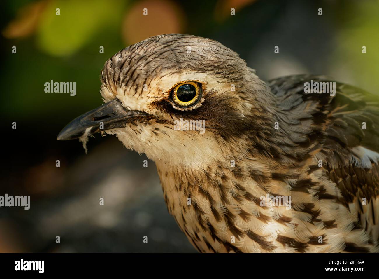 Buschsteinfassling (Burhinus grallarius) ein unscheinbarer, interessanter großer brauner Watvögel, der im australischen Busch lebt. Australien, Brisbane, Queensland, Stockfoto