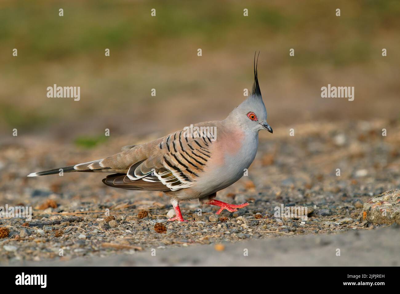 Haubentaube (Ocyphaps lophotes) eine schöne gewöhnliche Taube von Australien. Knitterfarbener Vogel, der in der Abendsonne auf dem Boden läuft. Stockfoto