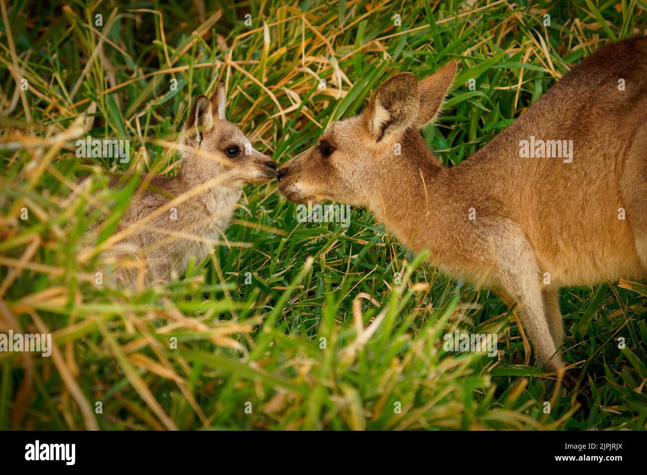 Eastern Grey Kangaroo (Macropus giganteus) auf Wiese, sehr niedliches Tier mit Baby mit grünem Hintergrund, australische Tierwelt, queensland, Brisbane, br Stockfoto