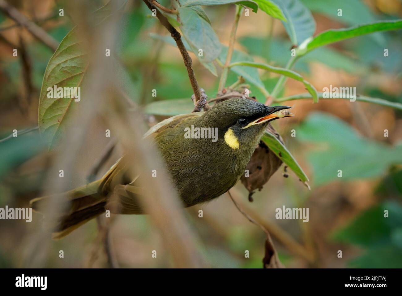 Lewins Honigfresser (Meliphaga lewinii) ein kleiner Vogel im Wald von Australien, Brisbane. Kleiner Vogel, der Früchte und Nektar im Bisch frisst. Stockfoto