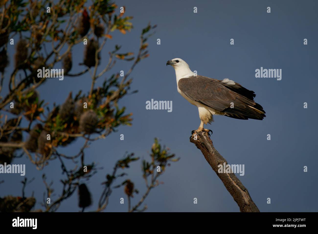 Weißbauchseeadler (Haliaeetus leucogaster) am Ast an der australischen Küste. Großer Adler mit blauem Hintergrund. Stockfoto