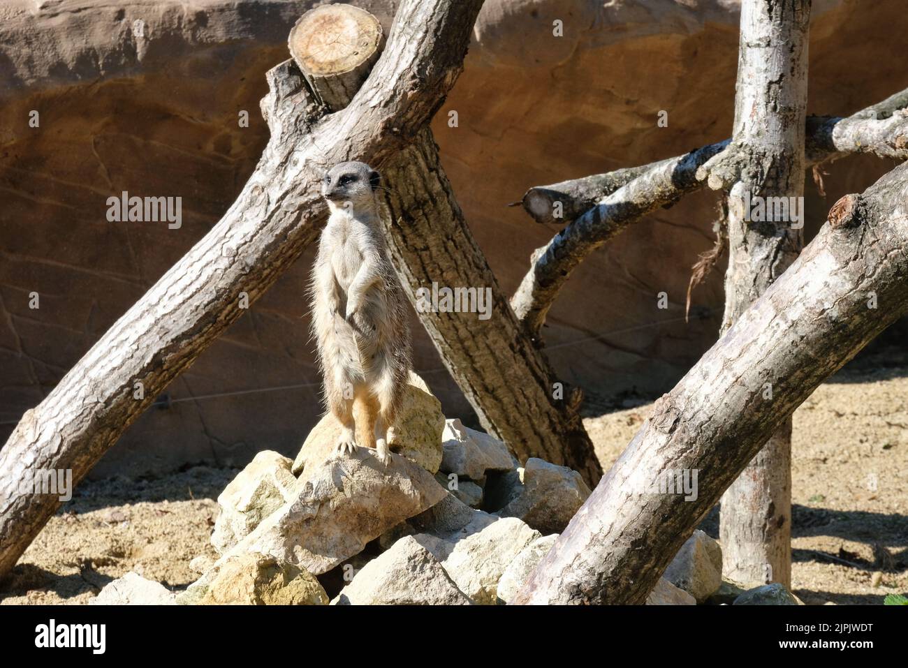 Ein Erdmännchen (Suricata suricatta) steht auf einer aussicheren Position in seinem Gehege im Blackpool Zoo. Stockfoto