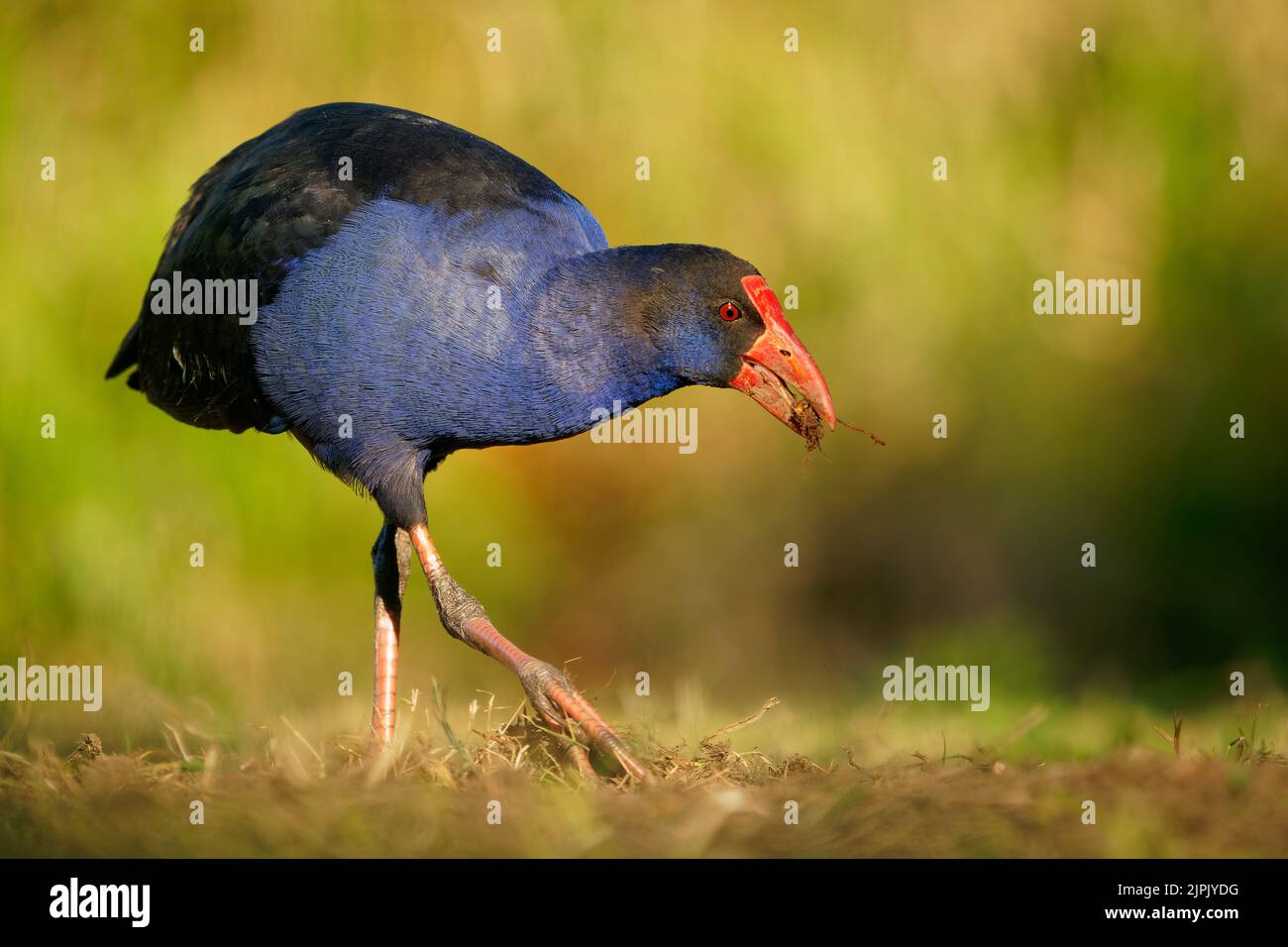 Australasian swamphen (Porphyrio melanotus), ein schöner interessanter Feuchtgebietsvogel. Farbenfroher Vogel, blau mit rotem Schnabel mit schönem grünen und orangefarbenen Rückengr Stockfoto