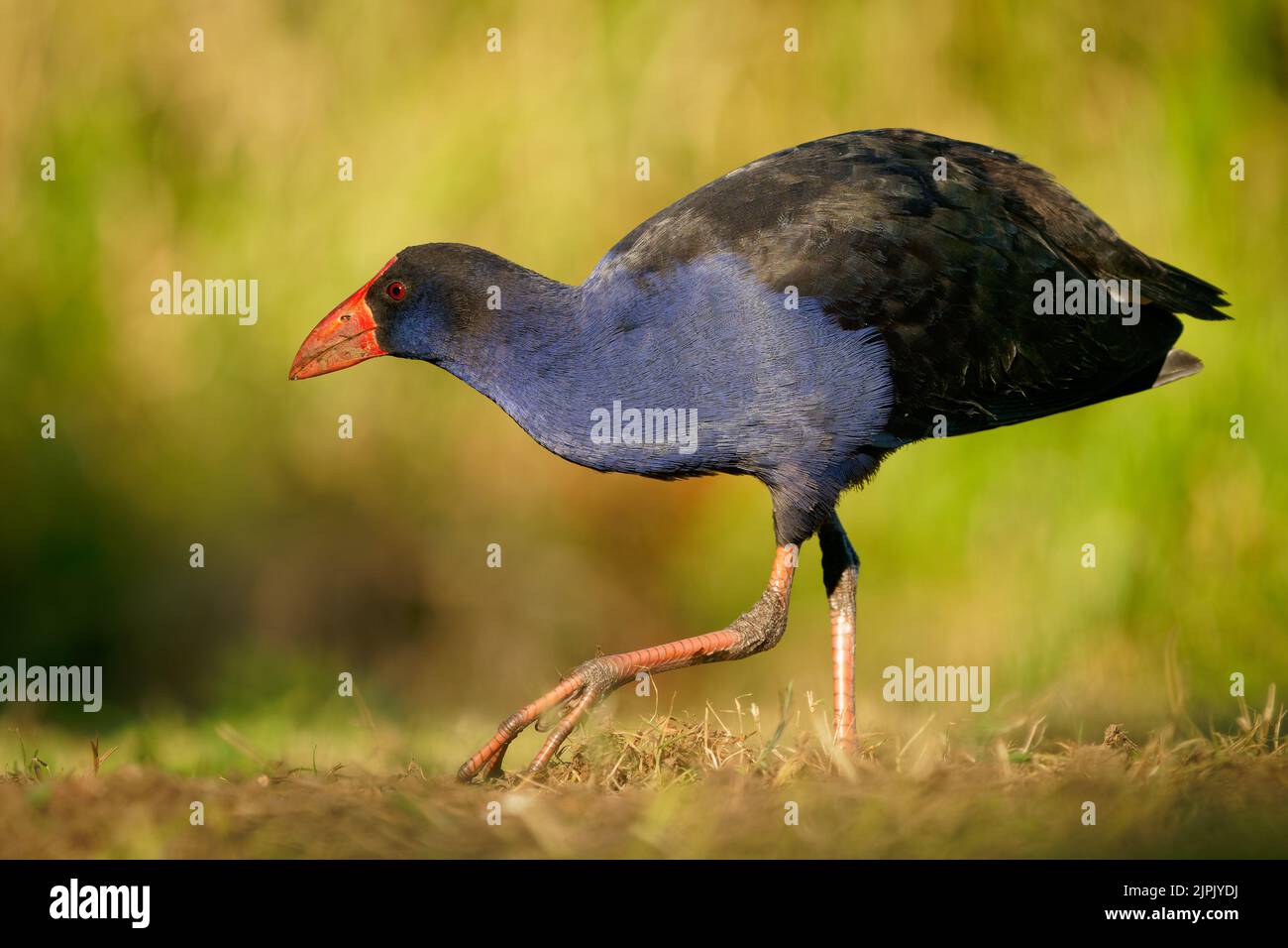 Australasian swamphen (Porphyrio melanotus), ein schöner interessanter Feuchtgebietsvogel. Farbenfroher Vogel, blau mit rotem Schnabel mit schönem grünen und orangefarbenen Rückengr Stockfoto