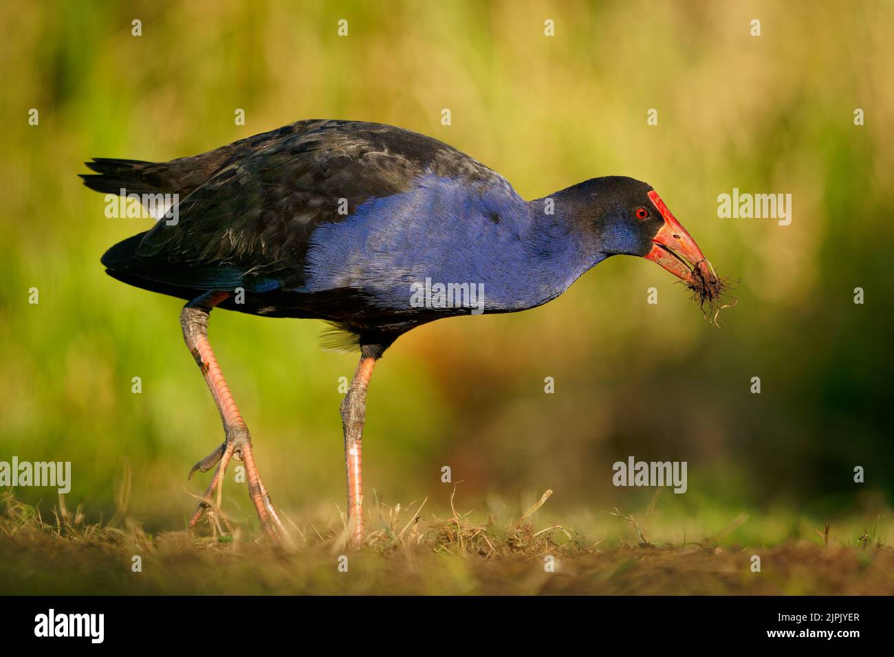 Australasian swamphen (Porphyrio melanotus), ein schöner interessanter Feuchtgebietsvogel. Farbenfroher Vogel, blau mit rotem Schnabel mit schönem grünen und orangefarbenen Rückengr Stockfoto