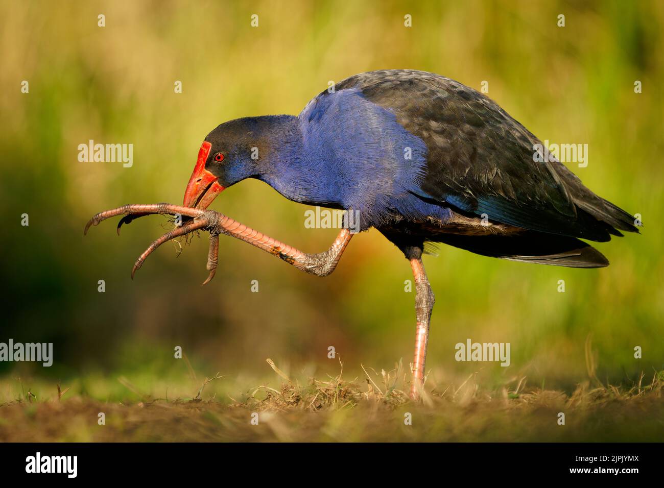 Australasian swamphen (Porphyrio melanotus), ein schöner interessanter Feuchtgebietsvogel. Farbenfroher Vogel, blau mit rotem Schnabel mit schönem grünen und orangefarbenen Rückengr Stockfoto