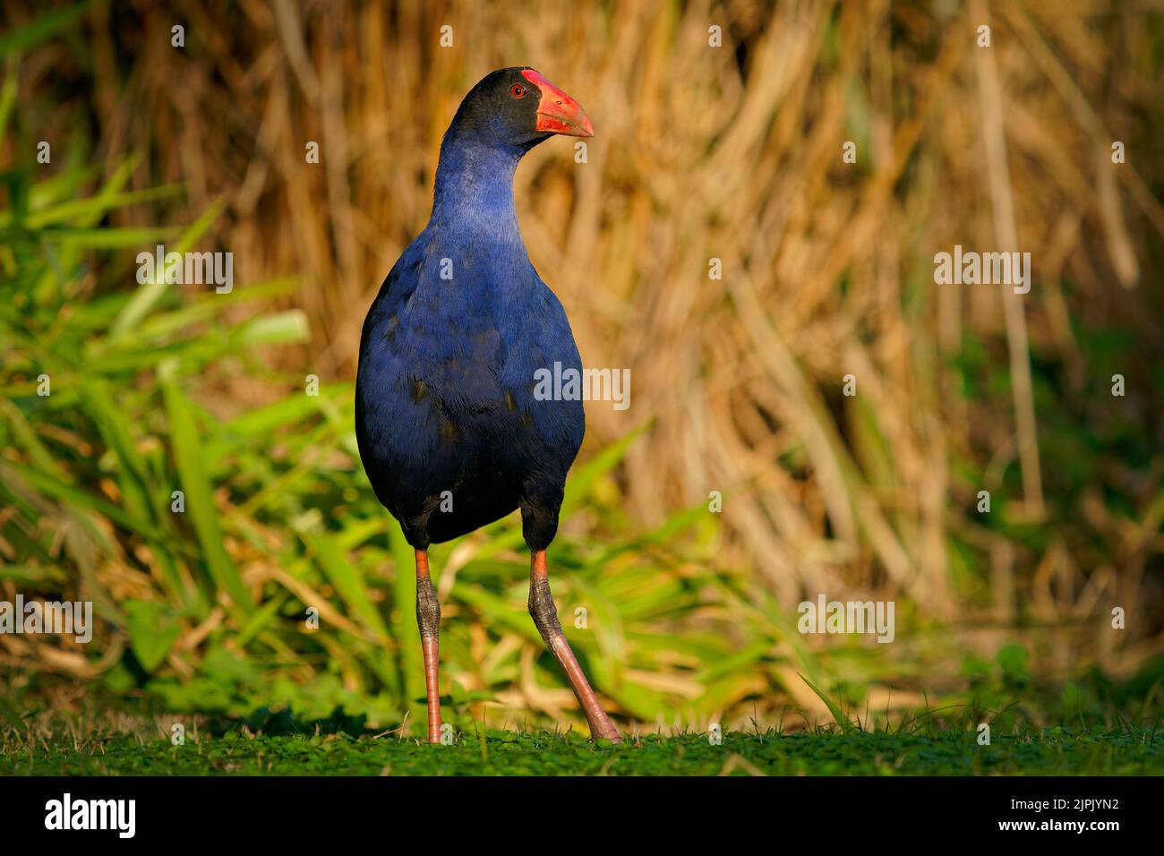 Australasian swamphen (Porphyrio melanotus), ein schöner interessanter Feuchtgebietsvogel. Farbenfroher Vogel, blau mit rotem Schnabel mit schönem grünen und orangefarbenen Rückengr Stockfoto