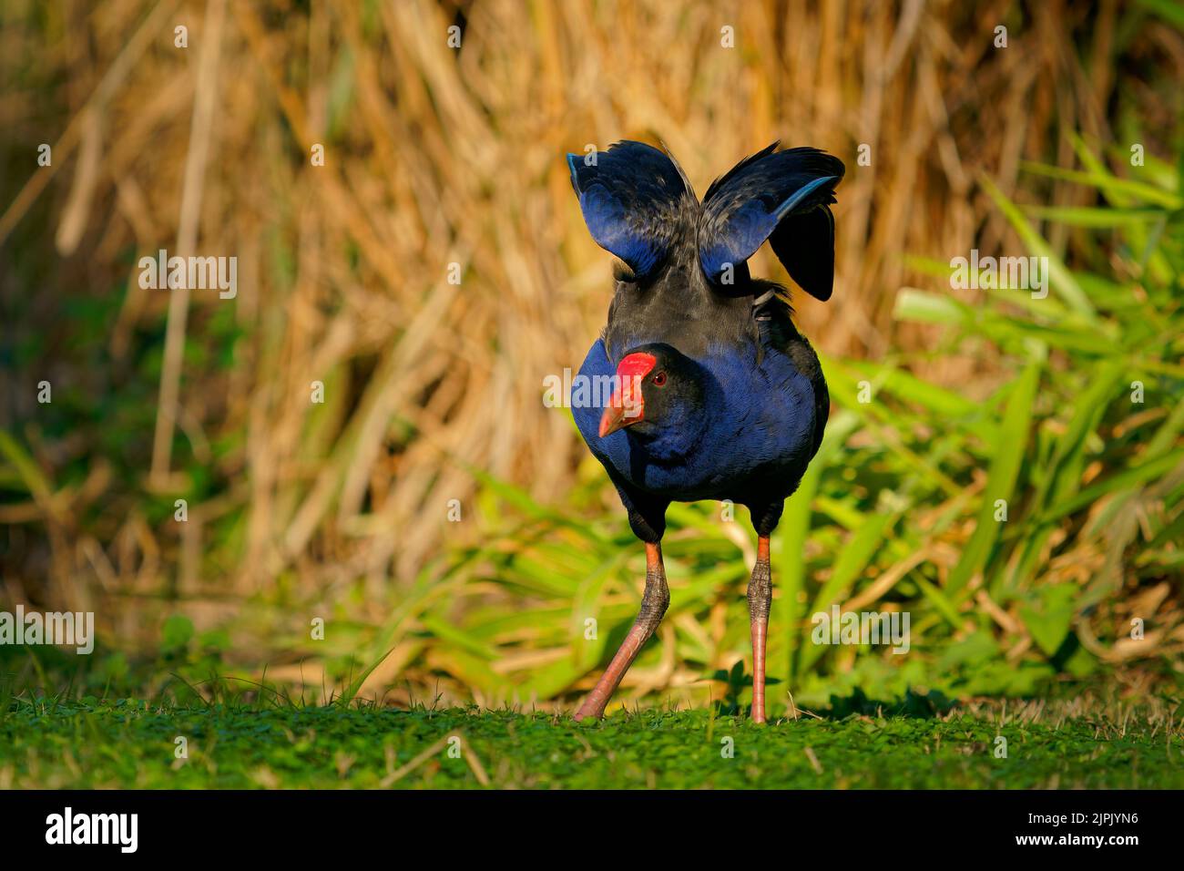 Australasian swamphen (Porphyrio melanotus), ein schöner interessanter Feuchtgebietsvogel. Farbenfroher Vogel, blau mit rotem Schnabel mit schönem grünen und orangefarbenen Rückengr Stockfoto