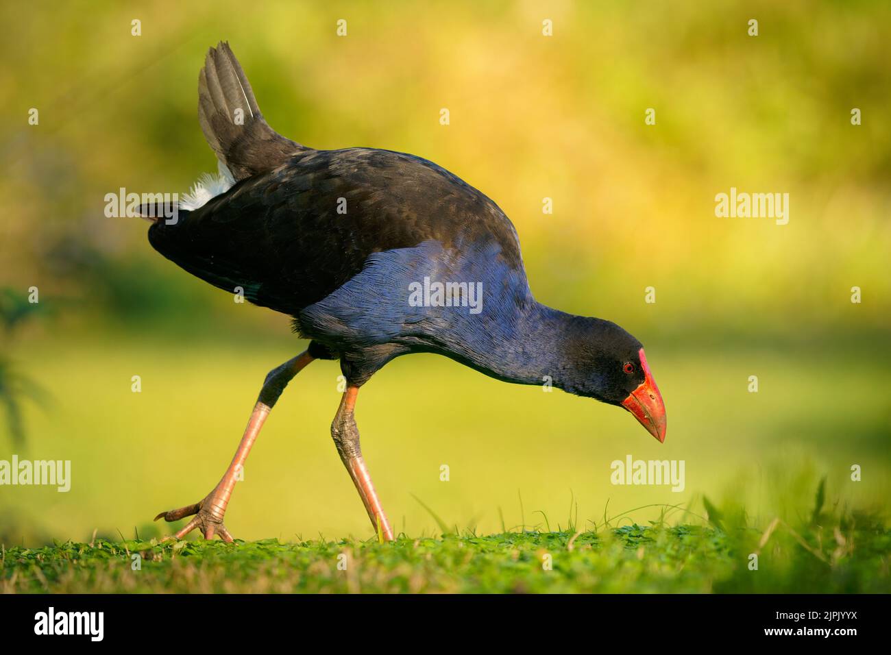 Australasian swamphen (Porphyrio melanotus), ein schöner interessanter Feuchtgebietsvogel. Farbenfroher Vogel, blau mit rotem Schnabel mit schönem grünen und orangefarbenen Rückengr Stockfoto