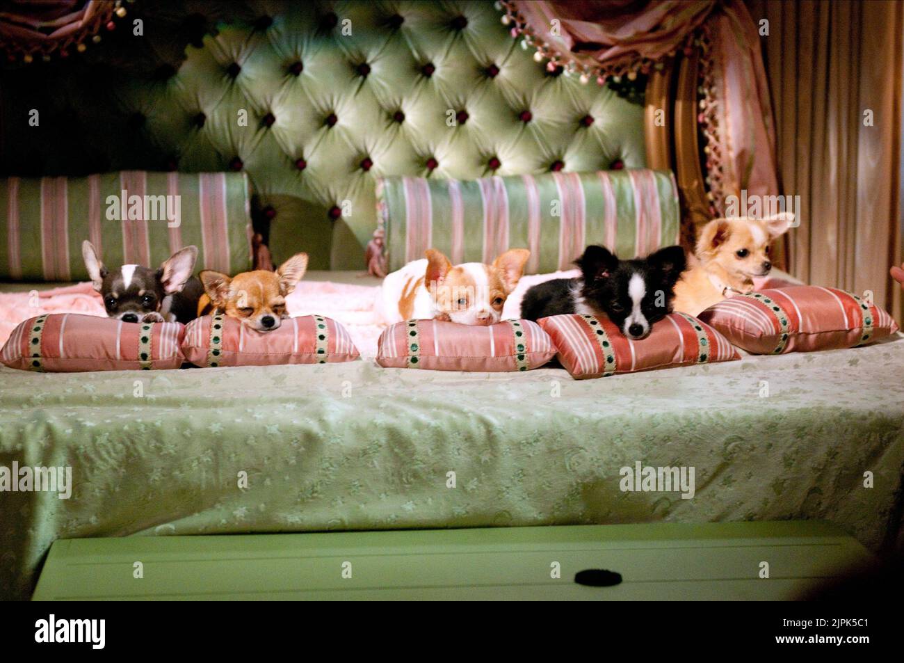 Chihuahua 2 De Beverly Hills Papi Jr Beverly Hills Chihuahua 2