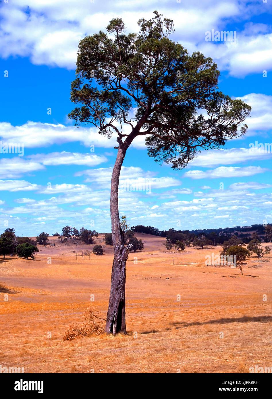 Eukalyptusbaum auf australischem Farmland, Südwestaustralien, Stockfoto