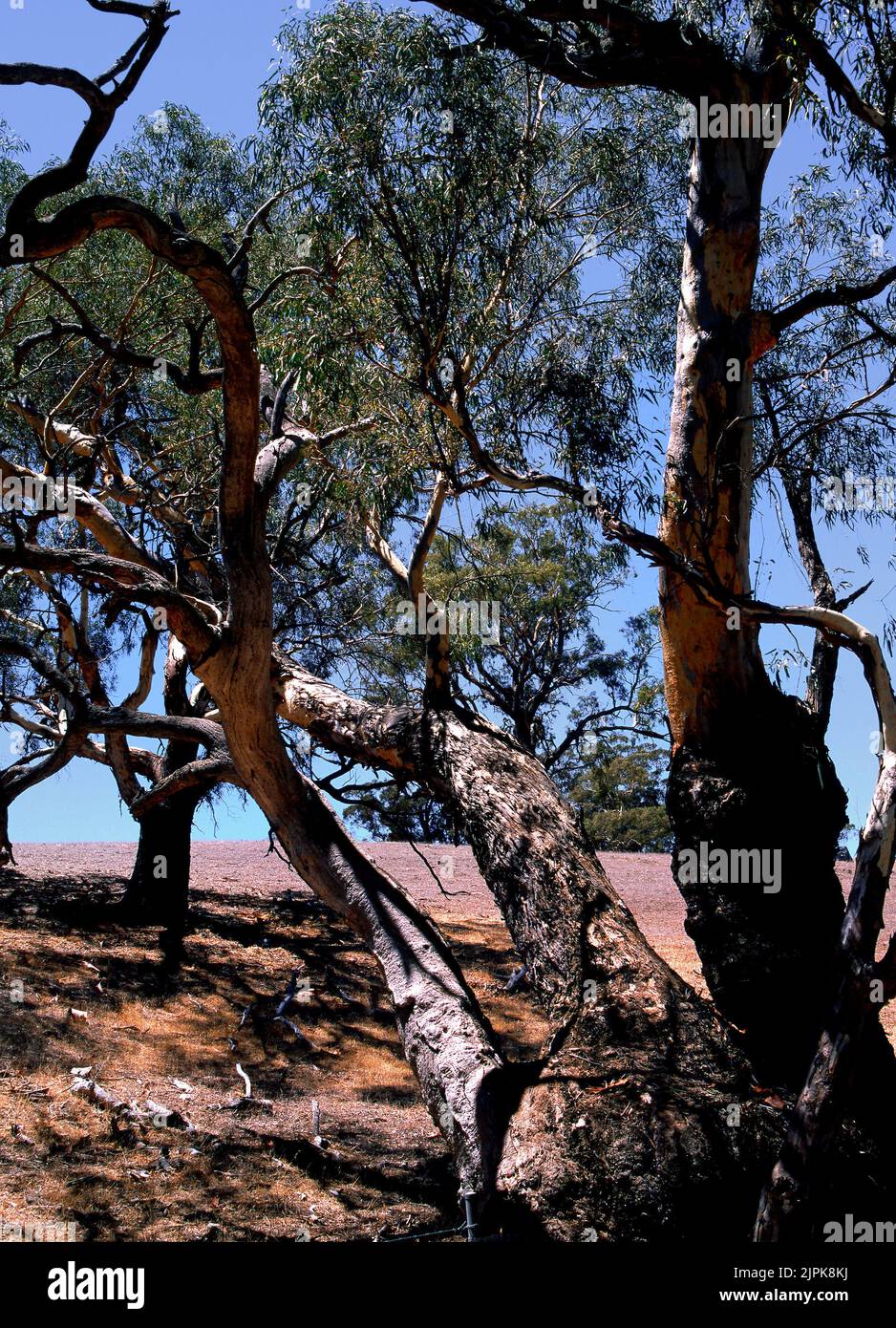 Eukalyptusbäume auf australischem Farmland, Südwestaustralien, Stockfoto