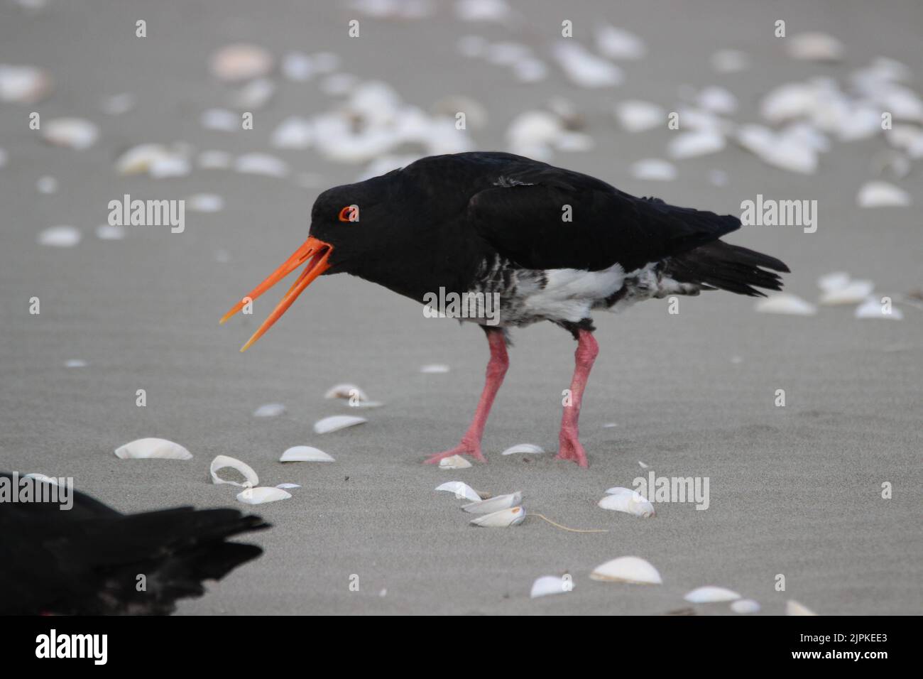 Anzeigeverhalten des NZ-Austernfisches (Haematopus longirostris) Stockfoto