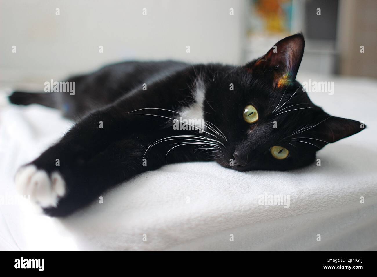 Schwarz-weiße Katze liegt auf dem Bett Stockfoto