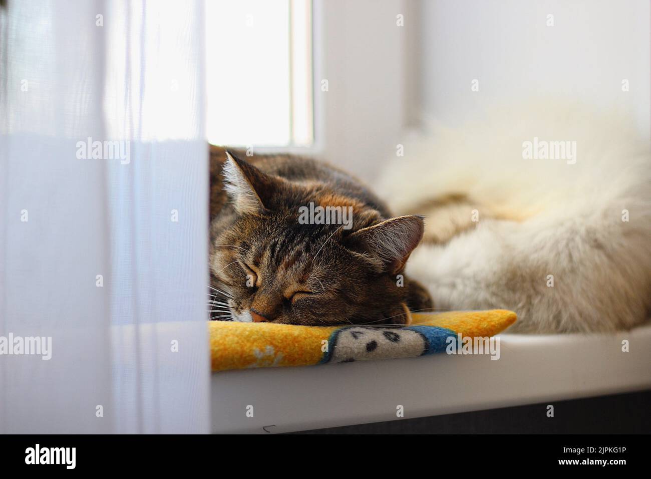 Braune Katze schläft auf der Fensterbank Stockfoto